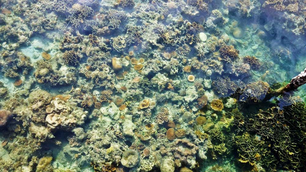 Coral Reefs from Kelong